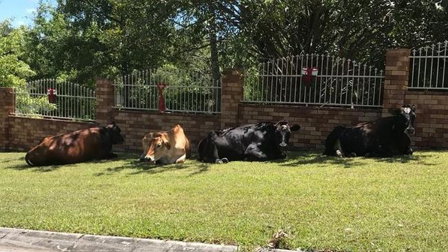 The four cows sitting outside of a home in Tallai. 