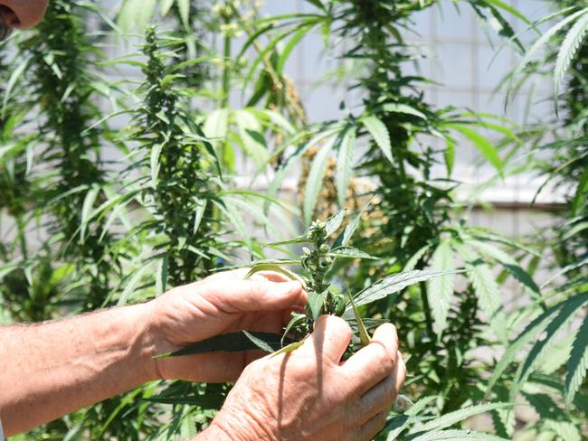 FIELDS OF GREEN: John Hall is hoping to be able to grow medicinal cannabis on his Bundaberg farm next year.