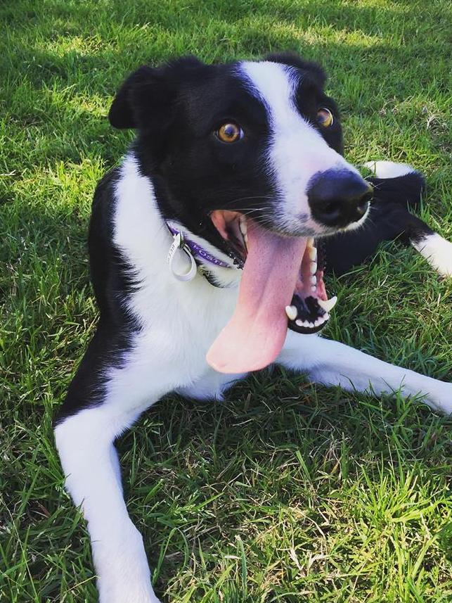 This is Dozer. He’s a border collie that Ashsa Travis adopted from the AWL. He is the “sweetest thing” and “pulls the “funniest faces”.