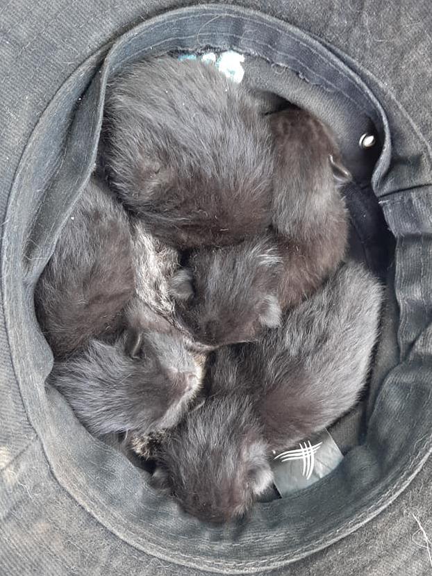 The kittens were found by worker David Causer – he rescued them in his hat and took them inside to cool down. Picture: RSPCA