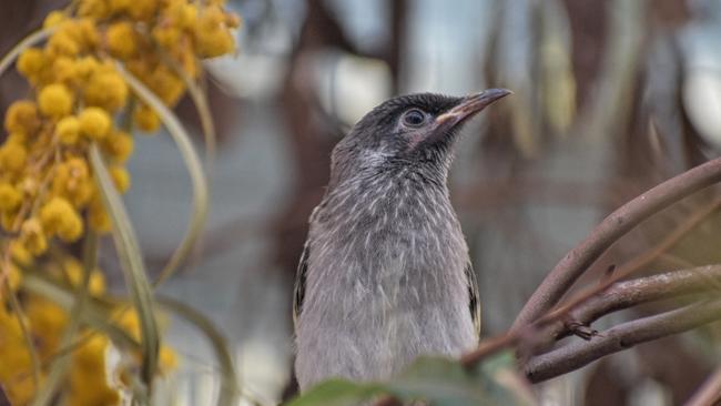 Gold Coast bird numbers are declining. Picture: Sebastian Bocaz