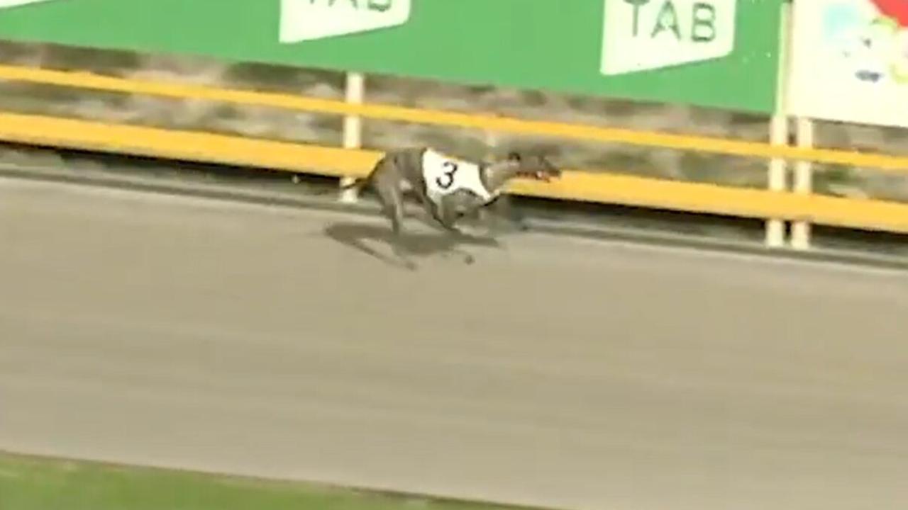 Morayfield trainer Brian Baker pleads guilty to racing doped dog