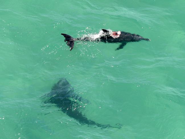 A 3.5 metre shark goes in for the kill on a dolphin just off Newcastle's Burwood Beach. Picture: Peter Lorimer