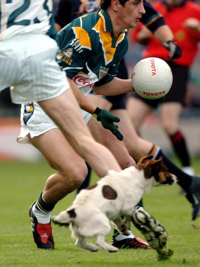 A dog chases the ball after escaping onto the field. Pic: AP