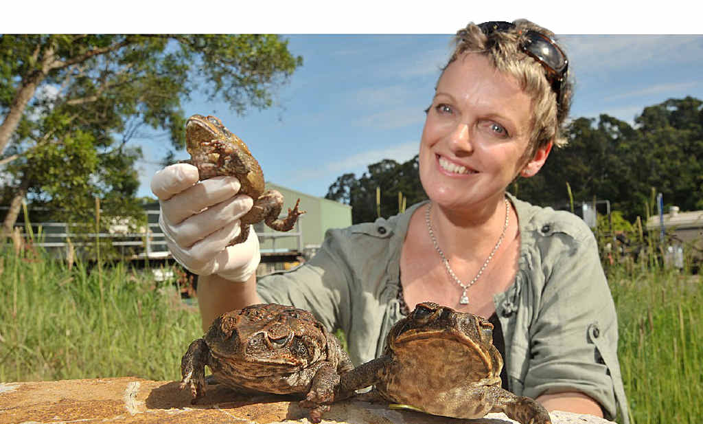 UQ-designed cane toad lure may curb spread thanks to new deal - UQ News -  The University of Queensland, Australia