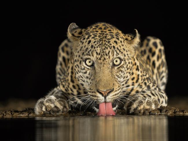 Brendon Cremer gets up close and personal with a male leopard at Zimanga private game reserve in South Africa. “I have spent about a month in total in this hide hoping for a big cat to come a drink and only once was I privileged the opportunity to capture this beautiful big male leopard cautiously coming to drink a mere 3m from me. Seeing and photographing these big cats is always so amazing, but being so close and at eye level with it is just on another level completely.” Source: Supplied