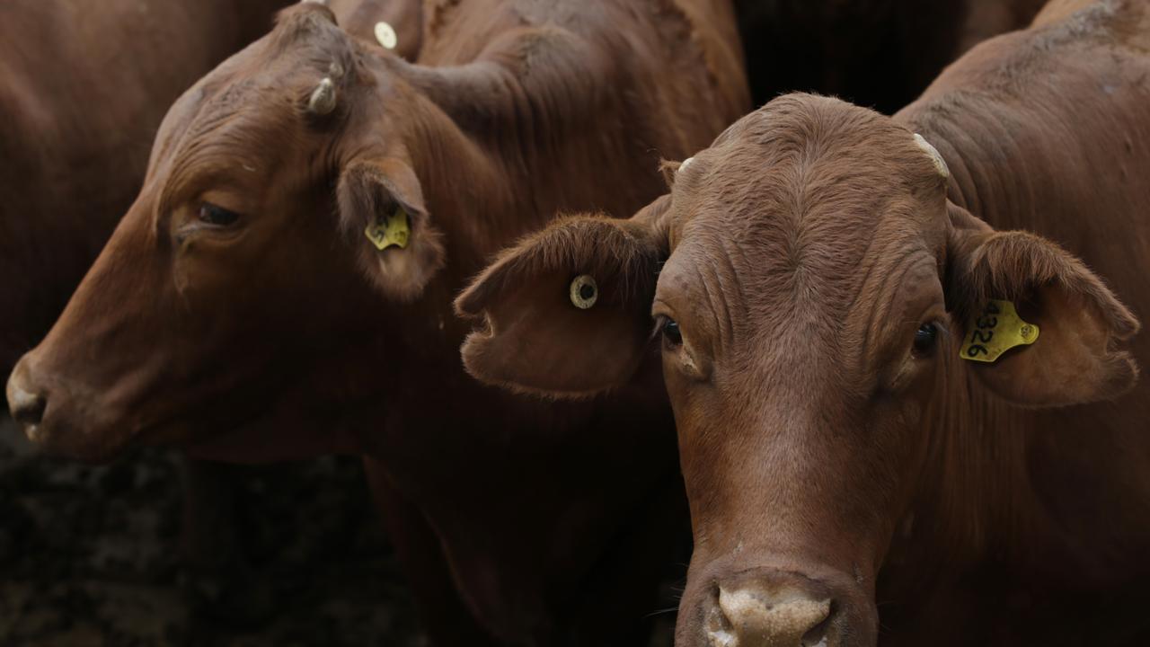 Beef cattle prices have dropped significantly. Picture: Lachie Millard