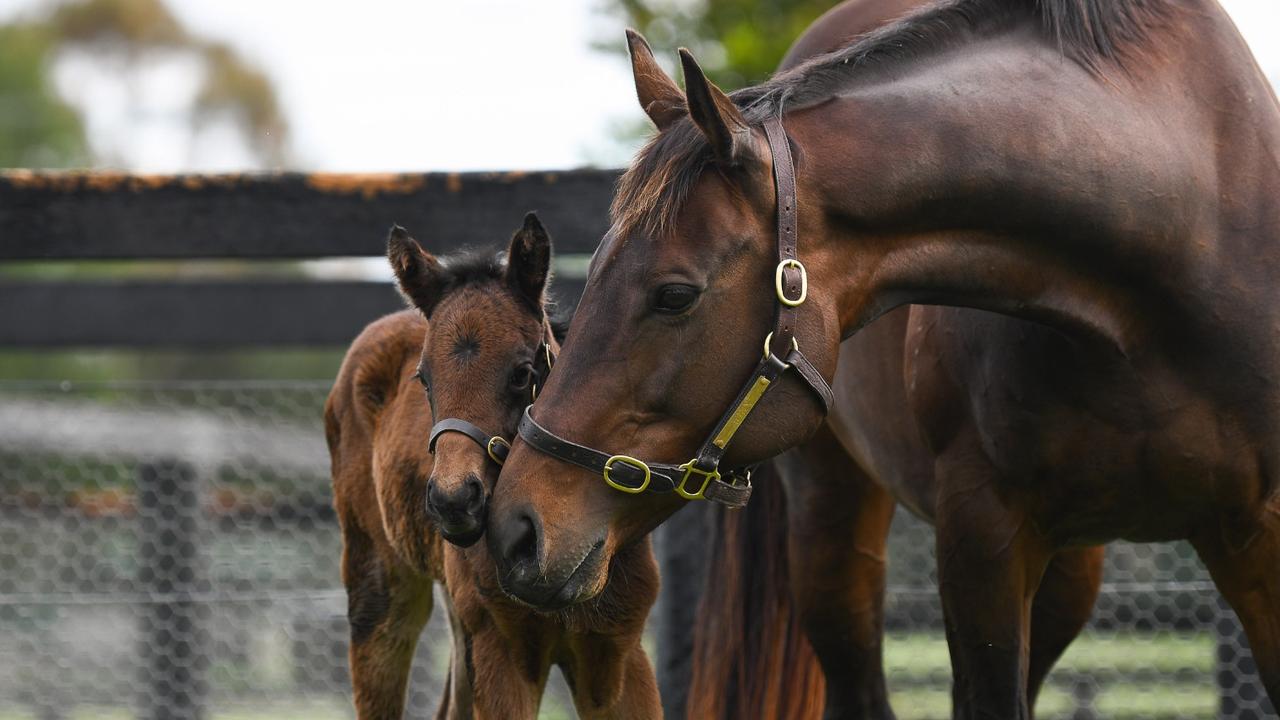 Winx and her foal. Photo: WINX OWNERSHIP GROUP.