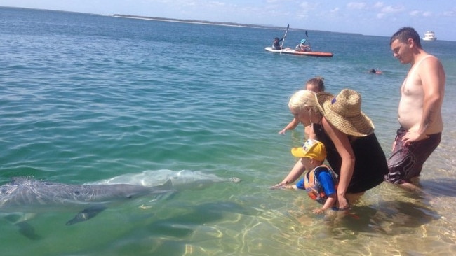 It is illegal to feed the dolphins at Straddie but not at Tangalooma. Picture: Straddie Accommodation