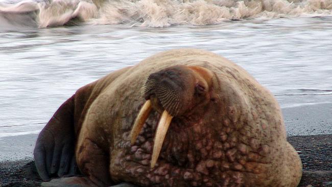 FILE - This Friday, Sept. 28, 2007 photo provided by the North Slope Borough shows a young male walrus resting on the beach in Barrow, Alaska. Lack of ice in the Chukchi Sea over the summer forced a large number of walruses to haul out on shore until ice reformed in October. Shell Oil two years ago spent $2.1 billion for leases in the Chukchi. Alaska Native groups and environmentalists are hoping a judge or the Obama administration will intervene. (AP Photo/North Slope Borough, Noe Texeira) ** NO SALES **