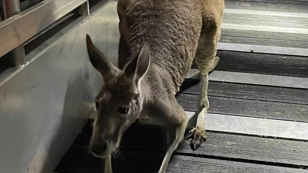 US authorities were called to a home in Tampa Florida after they got a weird call about a kangaroo. Picture: Handout via NCA NewsWire