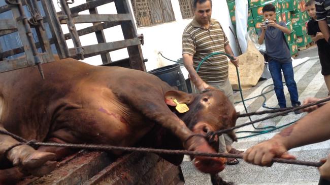 Animals Australia exposes live export sheep and cattle cruelty in Middle  East and Malaysia | The Weekly Times