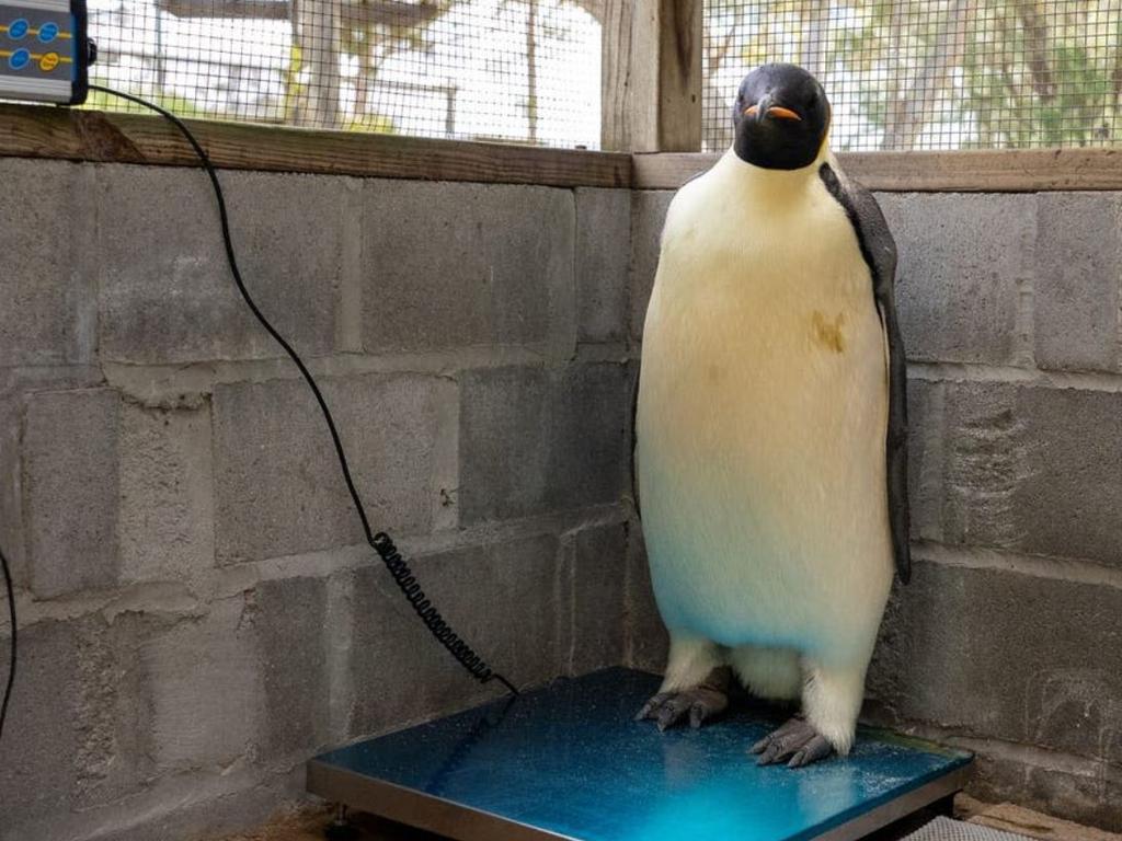 It travelled more than 3500km from Antarctica, possibly searching for food. Picture: Miles Brotherson/Department of Biodiversity, Conservation and Attractions