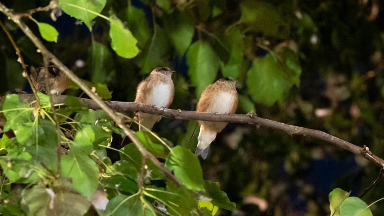 Tree martins taking refuge in a Leigh St tree. Picture: Craig Greer