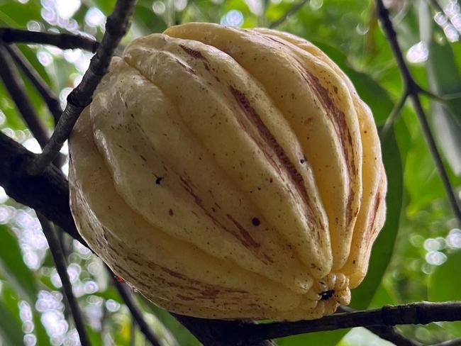 A Garcinia gummi-gutta fruit on the tree, otherwise known as a Malabar Tamarind. Dried Garcinia gummi-gutta, often used in herbal supplements and medicines, may have liver injury risks.  Picture: instagram  - https://www.instagram.com/p/CvT6h85yjNP/?locale=ko&img_index=1