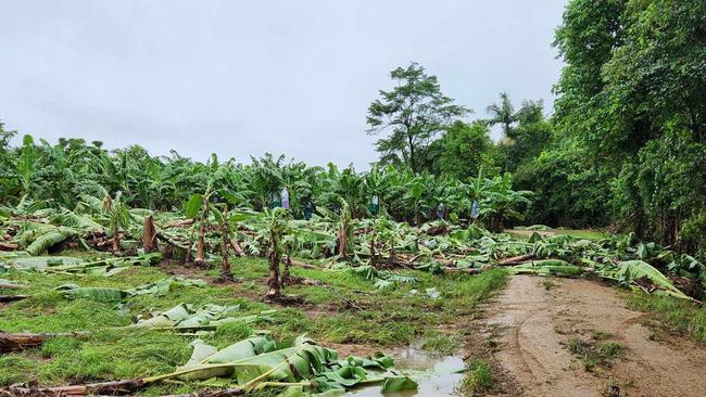 Banana crop damage in Tully, north of Townsville. Picture: Australian Banana Growers' Council