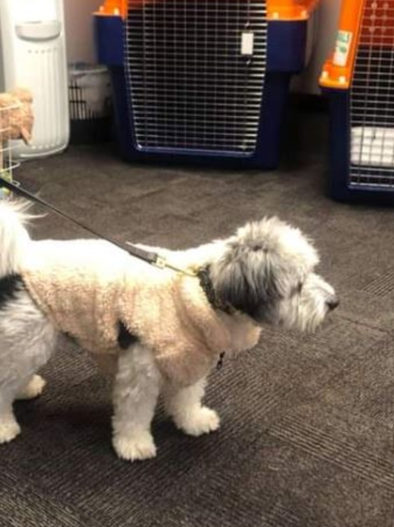 The little dog went missing after a flight from Perth to Hobart.