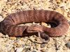 Anatomy research debunks reptile dysfunction