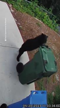 Cute bear cub captured wheeling in garbage bins