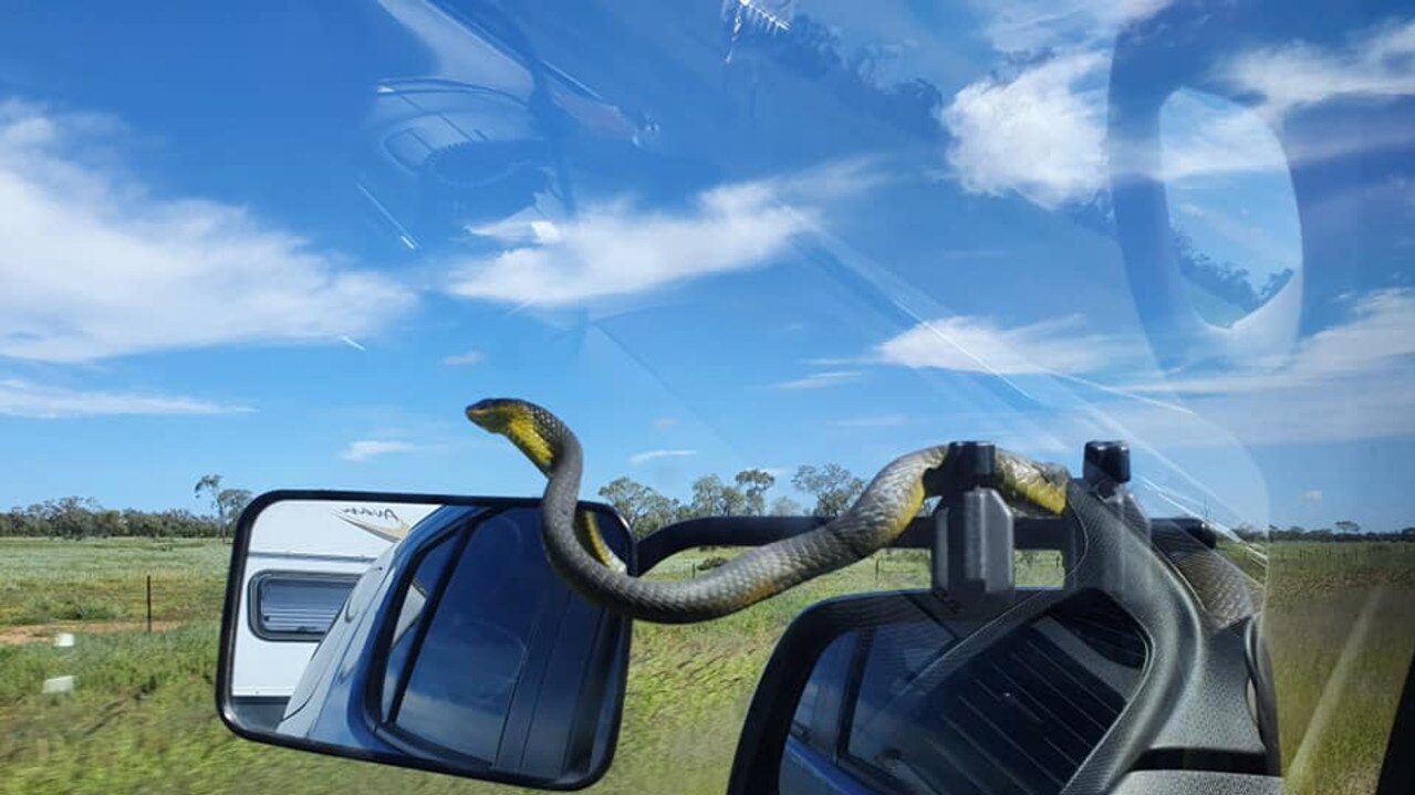 The green tree snake spent most of the trip curled up on Ms Julius’ rear view mirror after surprising the family on the Logan Motorway. Photo taken by Jan Julius.