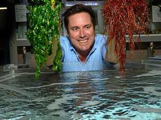 IN-DEPTH RESEARCH: Dr Nick Paul of the University of the Sunshine Coast is leading research into how to grow and utilise seaweed. Picture: John McCutcheon