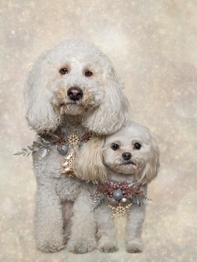 Scooby and Willow from South Melbourne get into the Christmas spirit. Picture: Frog Dog Studios