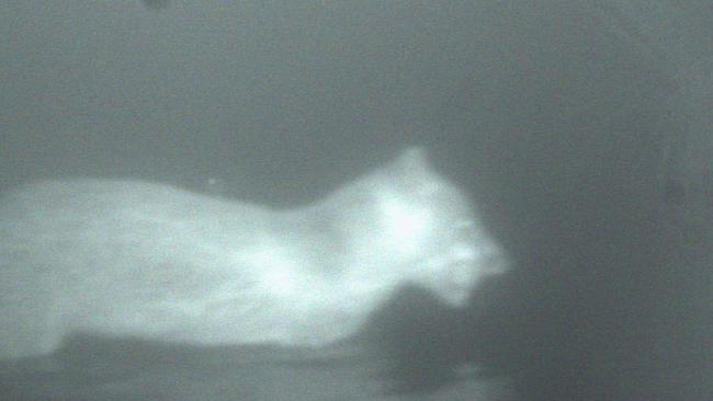 Night vision from August 2016 of what could be a big cat wading in water in West Gippsland.