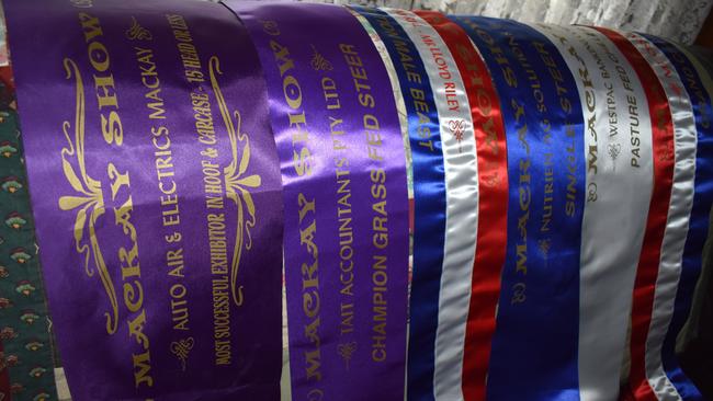 A bullock from the Abela's hobby cattle farm took home four ribbons at the 2021 Mackay show including grand champion, champion grass fed, best grass fed and best confirmation. The Habana couple also won best exhibitor for 15 head and less and placed third for single carcass. Photo: Janessa Ekert