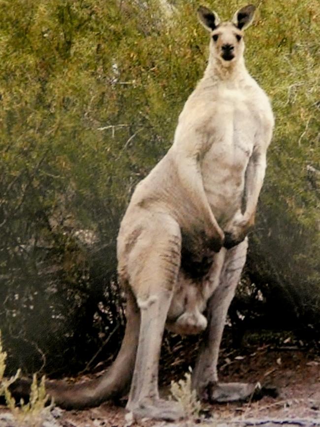 A kangaroo in Onkaparinga River National Park. Credit: Julie Thompson