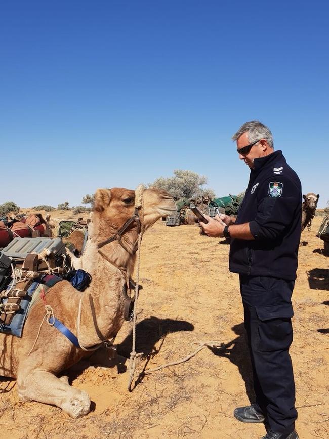 Stephan Pursell on the job with a camel. Picture: Supplied