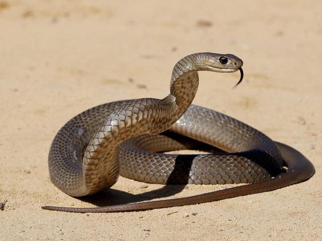 Snake bites on the rise across Darling Downs, South West Qld