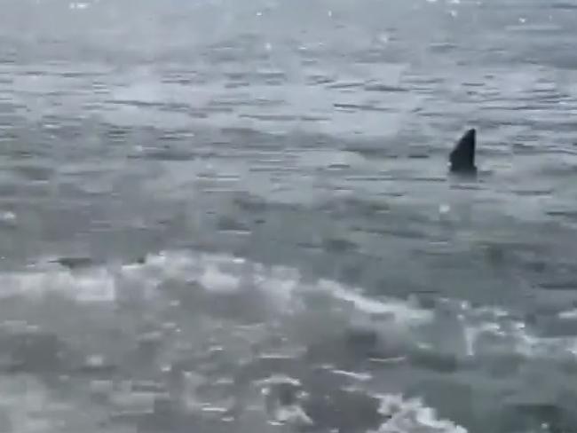 10-01-2022 All Bate Bay beaches have been closed.  Shark sighting today in Cronulla. Apparently came in off Jibbon point and lifesavers followed it for around an hour. @shiretalk Intagram, https://www.instagram.com/tv/CYiW5TpAi0T/?utm_medium=copy_link