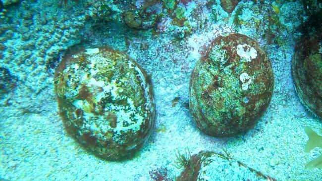 Abalone Viral Ganglioneuritis (AVG) has been detected in wild, abalone at Port MacDonnell in SA’s South-East. Restrictions, are now in place to prevent an outbreak. Picture: PIRSA