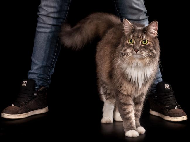 A popular pet photography studio is putting together a book of Brisbane pets to raise money for a veteran’s charity. Picture: Zoo Studio