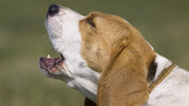 A barking dog. Picture: File/Generic