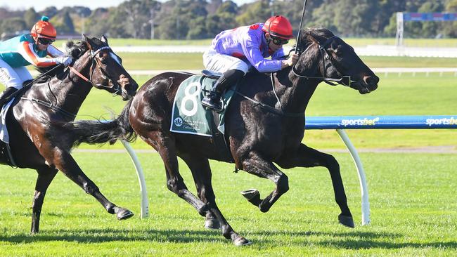 Hard To Cross is a top chance to score his second successive win when he steps to Saturday grade at Sandown. Picture: Racing Photos via Getty Images.