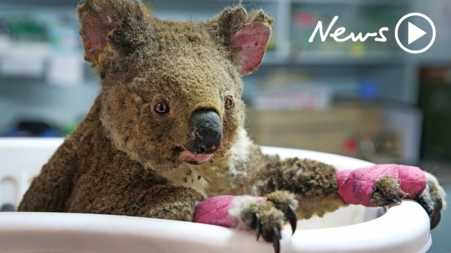 Koala population devastated by NSW bushfires