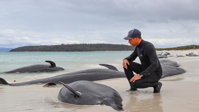 Chris Theobald was confronted when he saw a pod of 30 pilot whales dead on Bryans Beach on the Freycinet Peninsula. Picture: Chris Theobald