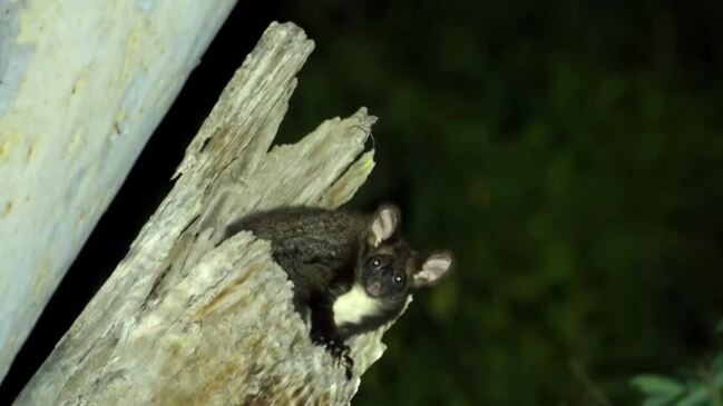 Suzanne Pearson Greater Glider Den Tree