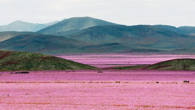 epaselect epa04995633 A picture made available on 25 October 2015 of a general view over a mallow field in the Atacama region, 750 kilometers north of Santiago de Chile, Chile, 21 October 2015. Every five to seven years, the arid Atacama desert becomes a mallow colored flower carpet, as the amount of rain that came down over the hostile northern land during the last months led to the most spectacular blossoming of the past 18 years. EPA/MARIO RUIZ