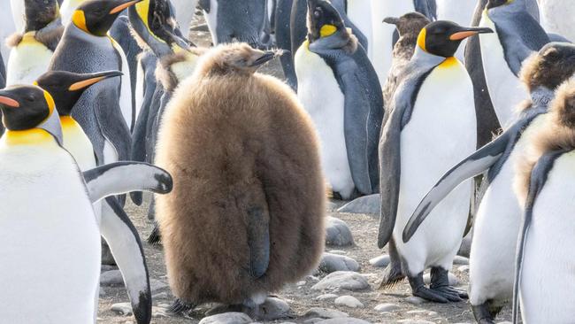 A King Penguin chick nicknamed "Pesto 2" by photographer Bec Jeffcoat who took this image on Macquarie Island where she is Station Leader. The Australian Antarctic Program - A Year in Pictures: ONE TIME USE ONLY