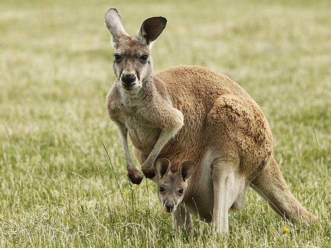 There are almost 50 million kangaroos in Australia.