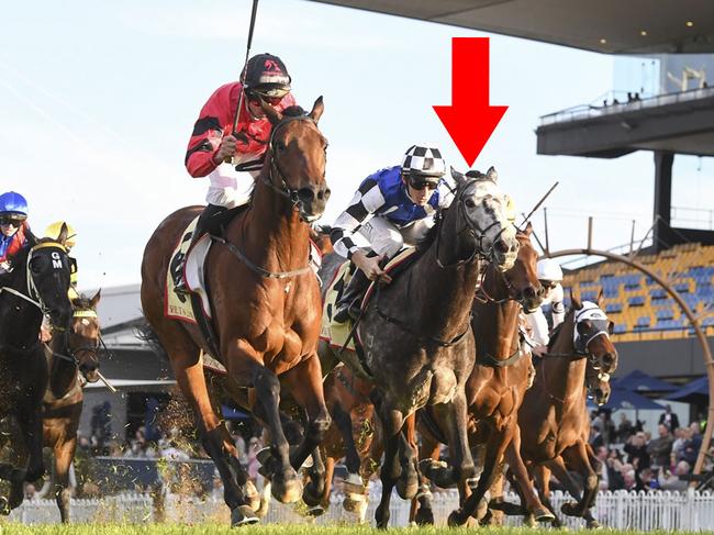 Don Diego De Vega (arrow) did a terrific job behind impressive winner and fellow import Bear On The Loose at Rosehill Gardens on Saturday. Picture: Bradley Photos