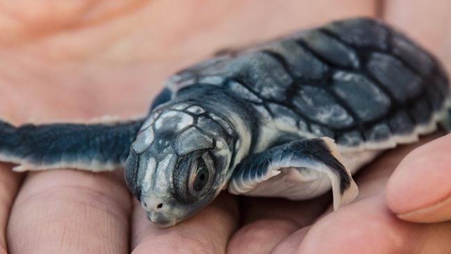 Hatching plans to save our sea turtles | NT News