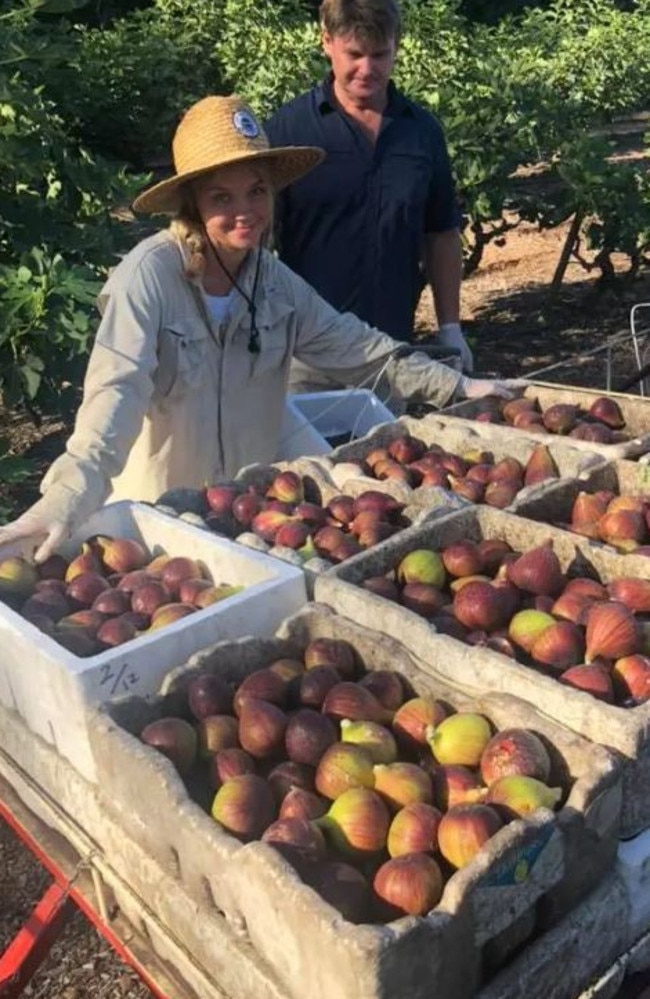 Loved ones help pick figs at Wises Farm in Buderim.