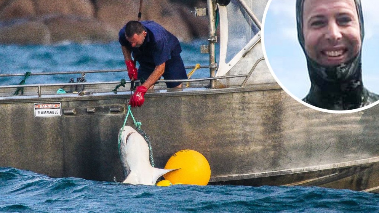 Revealed: Shark species infesting our waters as caution urged on cull