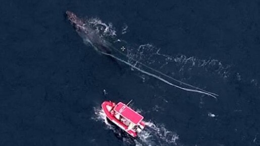 Rescue crews find the missing humpback whale. Picture: DEECA Gippsland