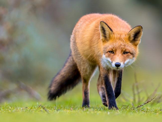 Red fox, istock.