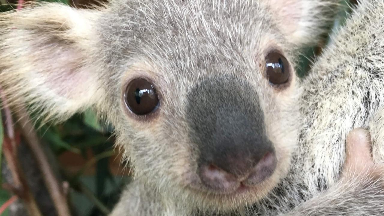 An eight-month-old koala joey called Tallow has been crowned the country’s cutest following a nationwide search by Tourism Australia. Picture: Tourism Australia