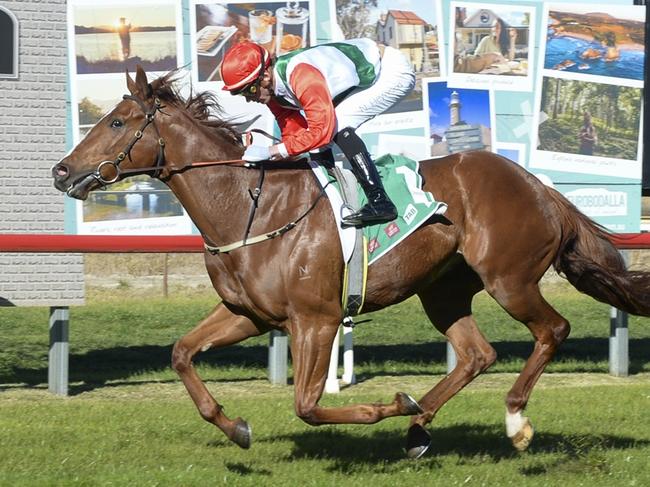 Duke Of Bronte can make it back-to-back wins when he heads to Goulburn. Picture: Bradley Photos